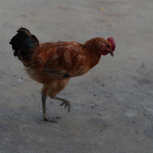 Small Rooster Chicken